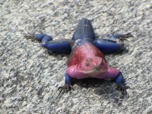Male Flat-headed Rock Agama by D. Gordon E. Robertson